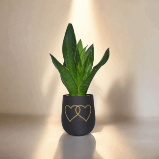 Maceta Corazón Curvo – Edición Especial para Regalo